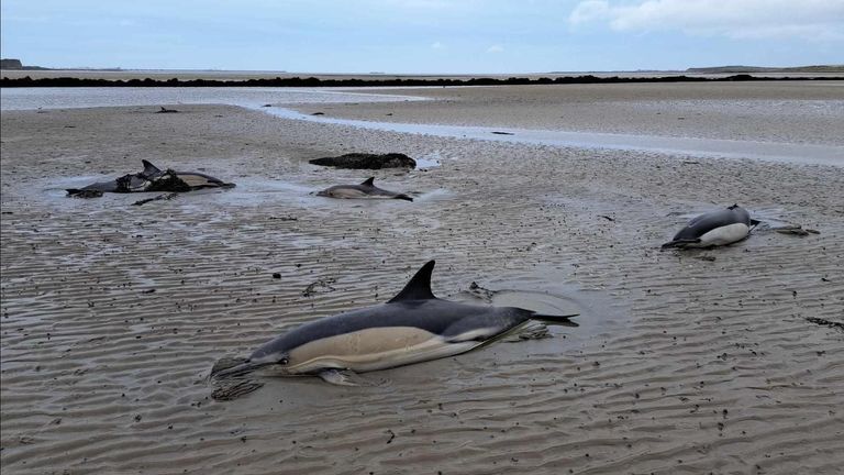 The dolphins were rescued after becoming stranded. Pic: Cemaes Bay Coastguard