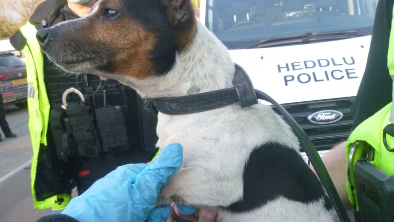 The defendants had advertised and sold at least 40 different breeds of dogs. Pic: RSPCA