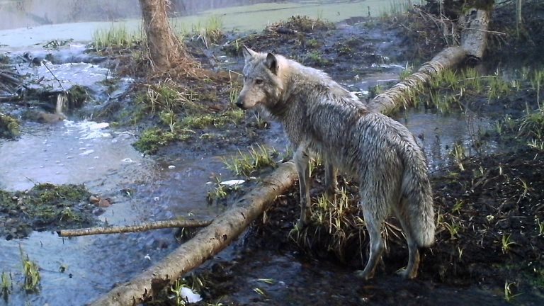A wolf in a wild wood in Ukraine&#39;s Chernobyl
Pic:AP