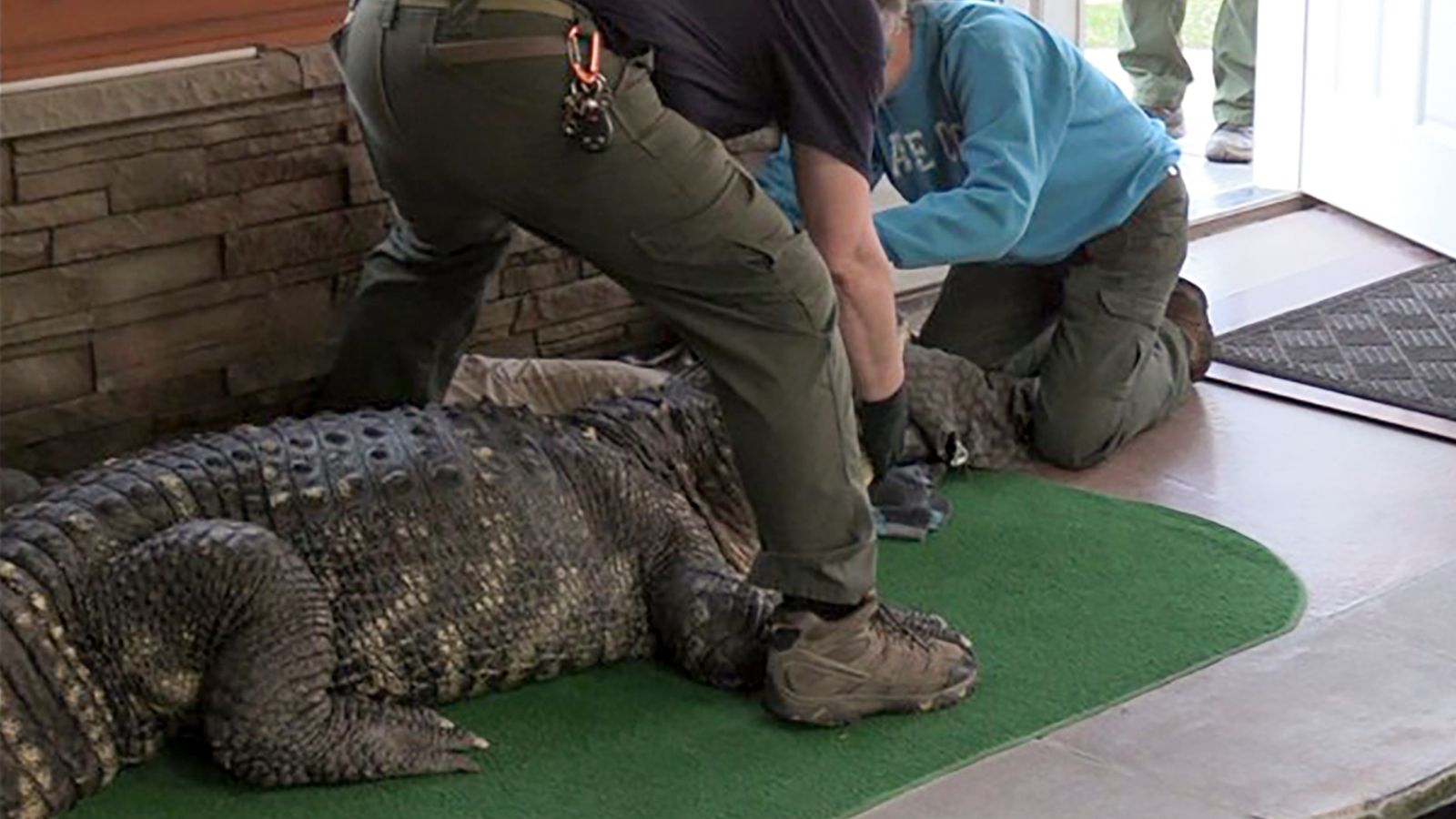 Алигатор два пъти по-голям от мъж, заловен, след като е бил държан незаконно в дома