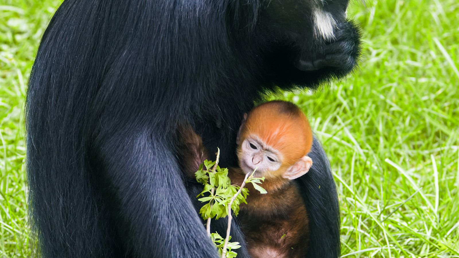 Бебе на застрашен примат се роди в зоологическата градина в Лестършър