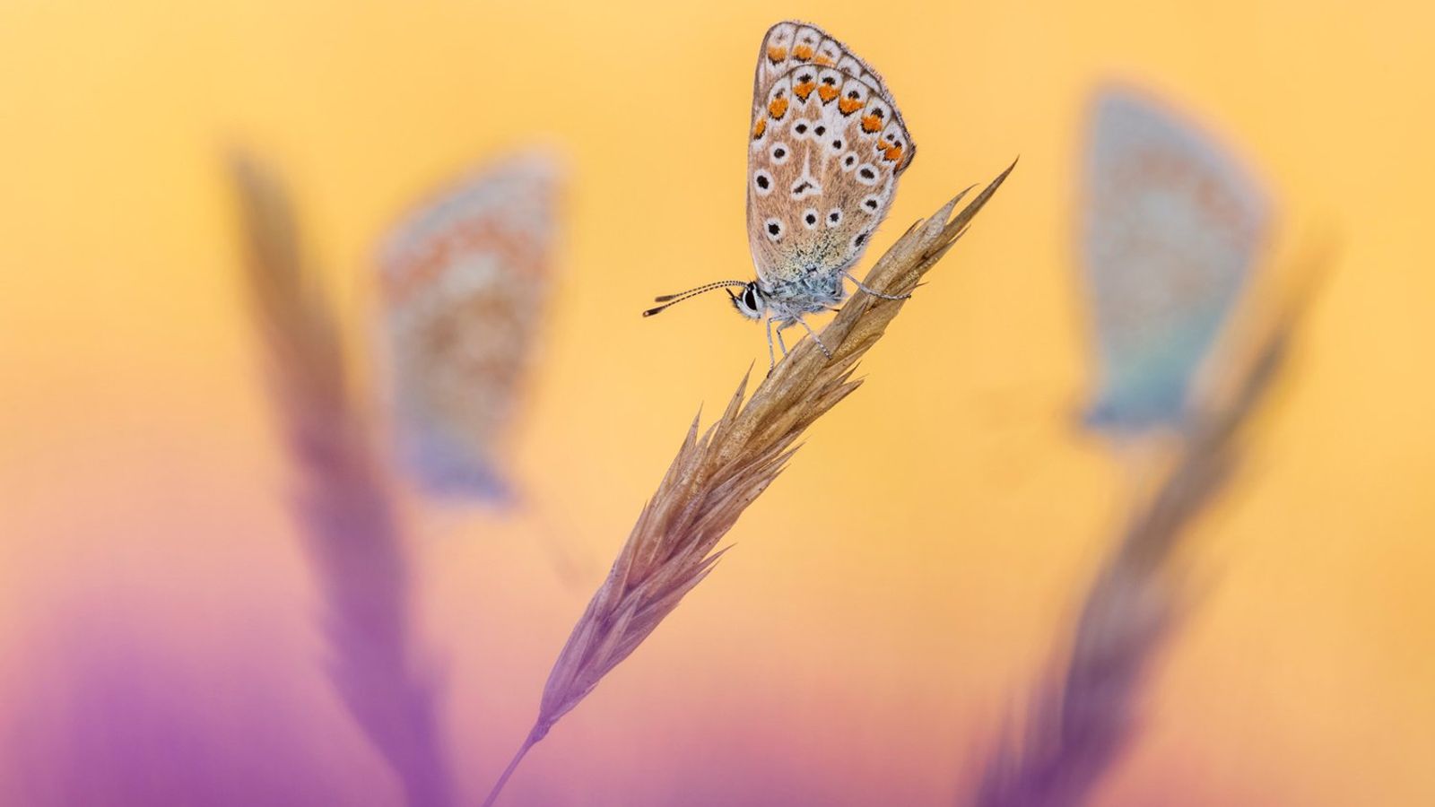 British Wildlife Photography Awards: This year's winning pictures | UK ...