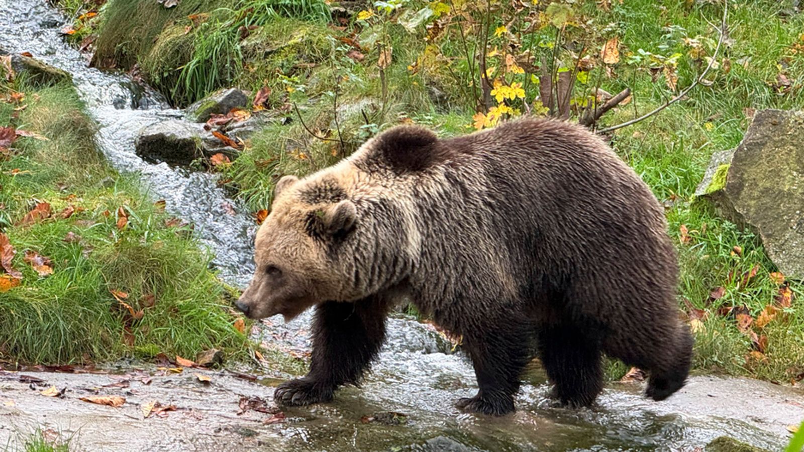 Woman dies after being chased by bear in Slovakia