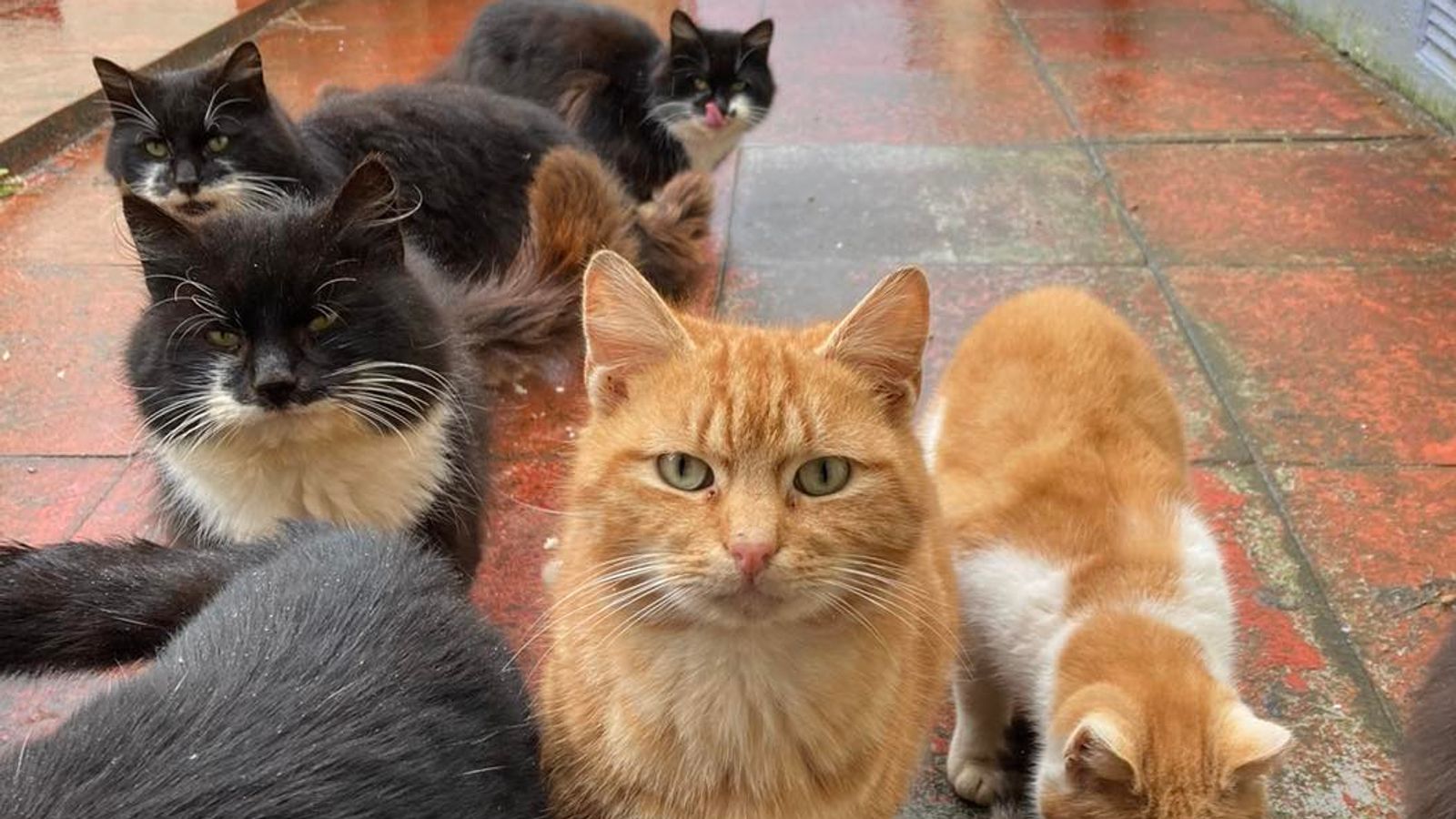 „Извън контрол“ колония от диви котки на остров в Обединеното кралство задейства спешна спасителна операция
