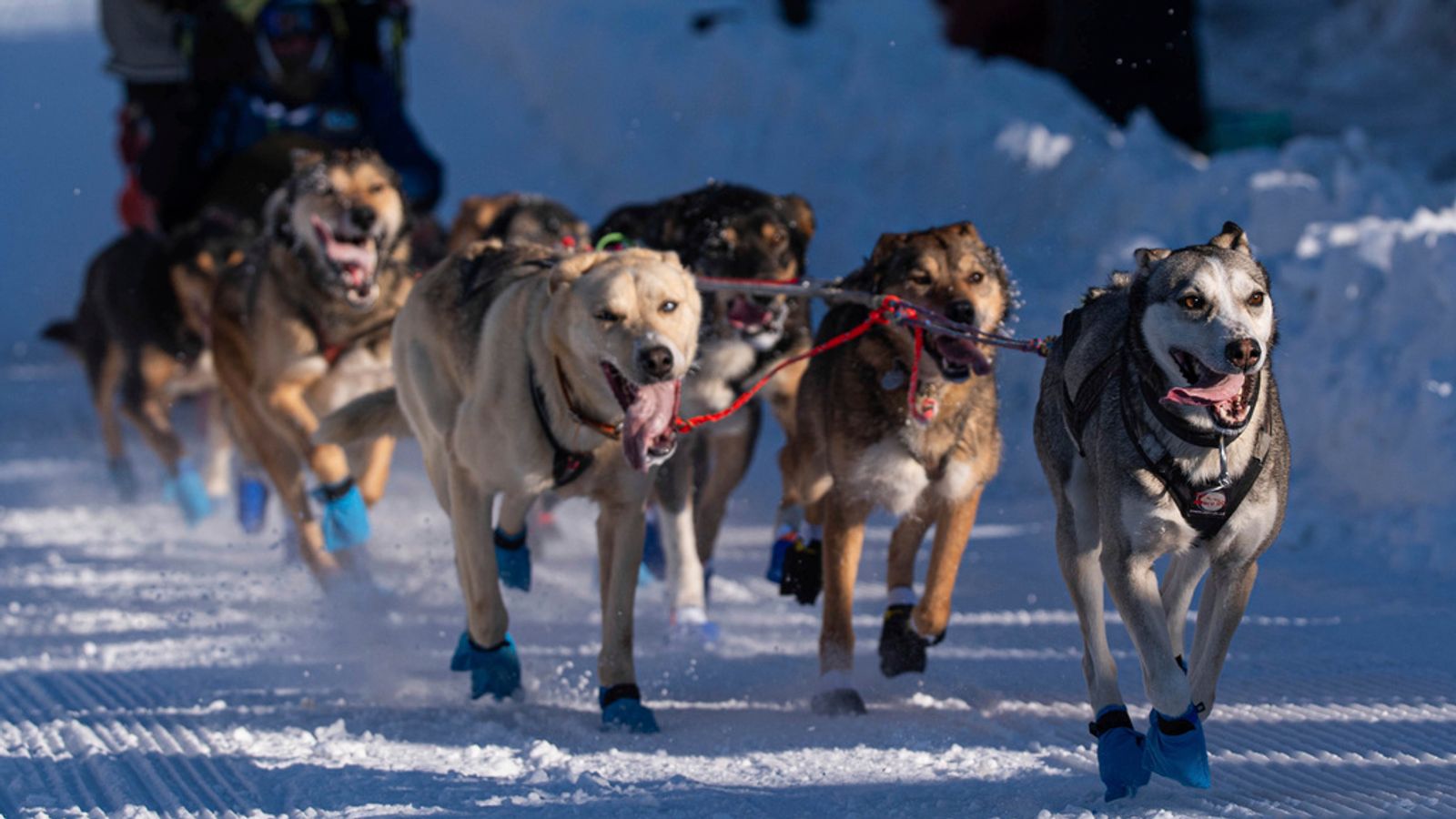 Аляска: Две кучета умират по време на 1000 мили Iditarod - което предизвиква нови призиви за забрана на „презряното състезание“
