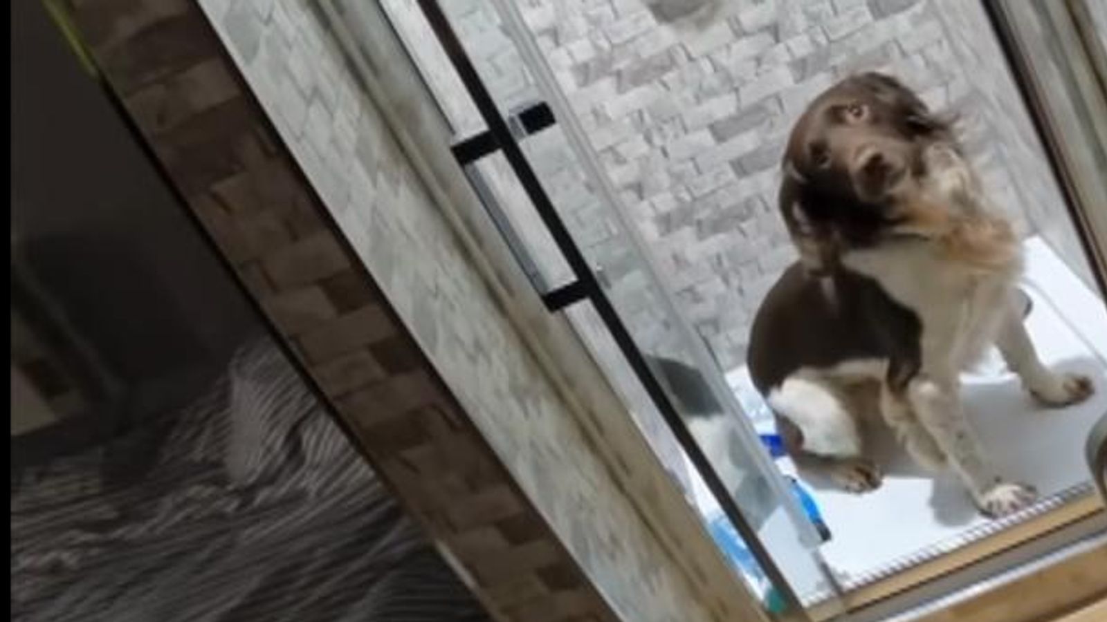 Sniffer dogs find illegal tobacco and vapes in elaborate hiding places