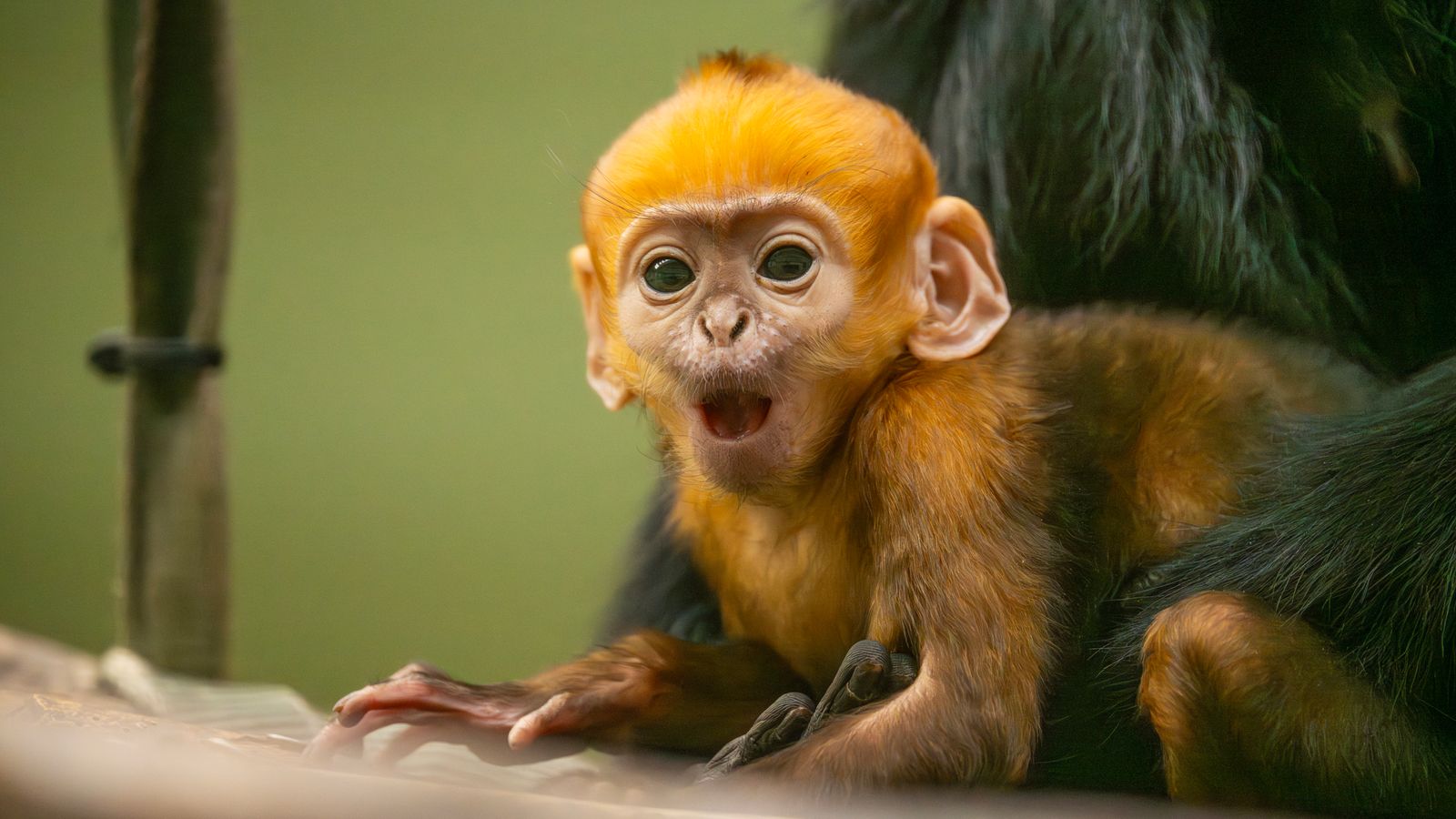 Застрашена маймуна, родена в зоологическата градина Whipsnade - но се нуждае от име, което да приветства значението му