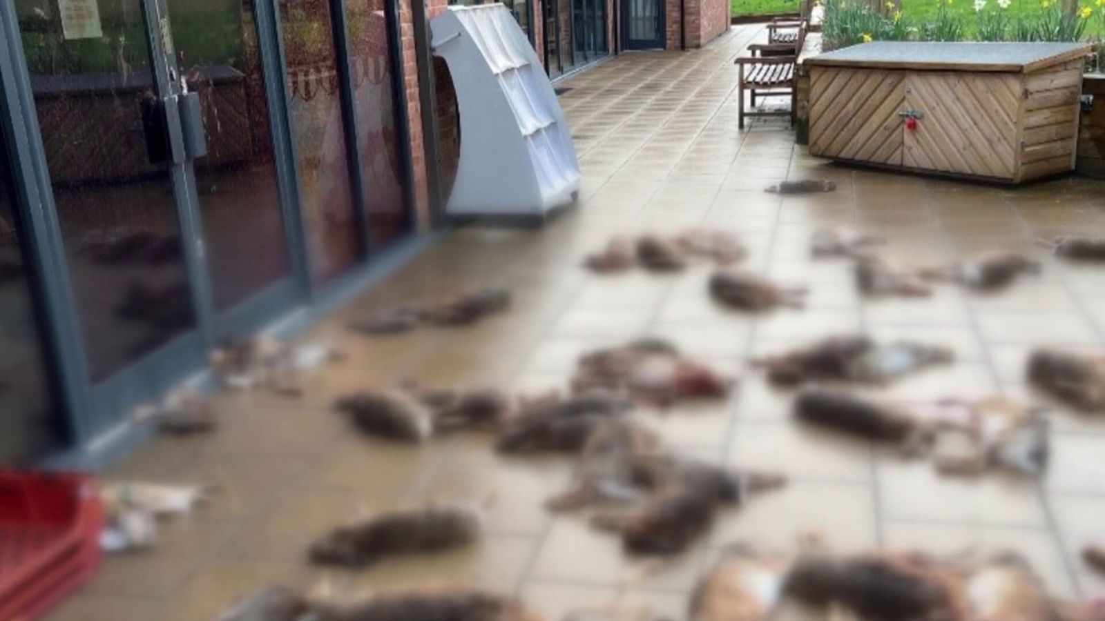 Телата на около 50 мъртви зайци бяха открити от член