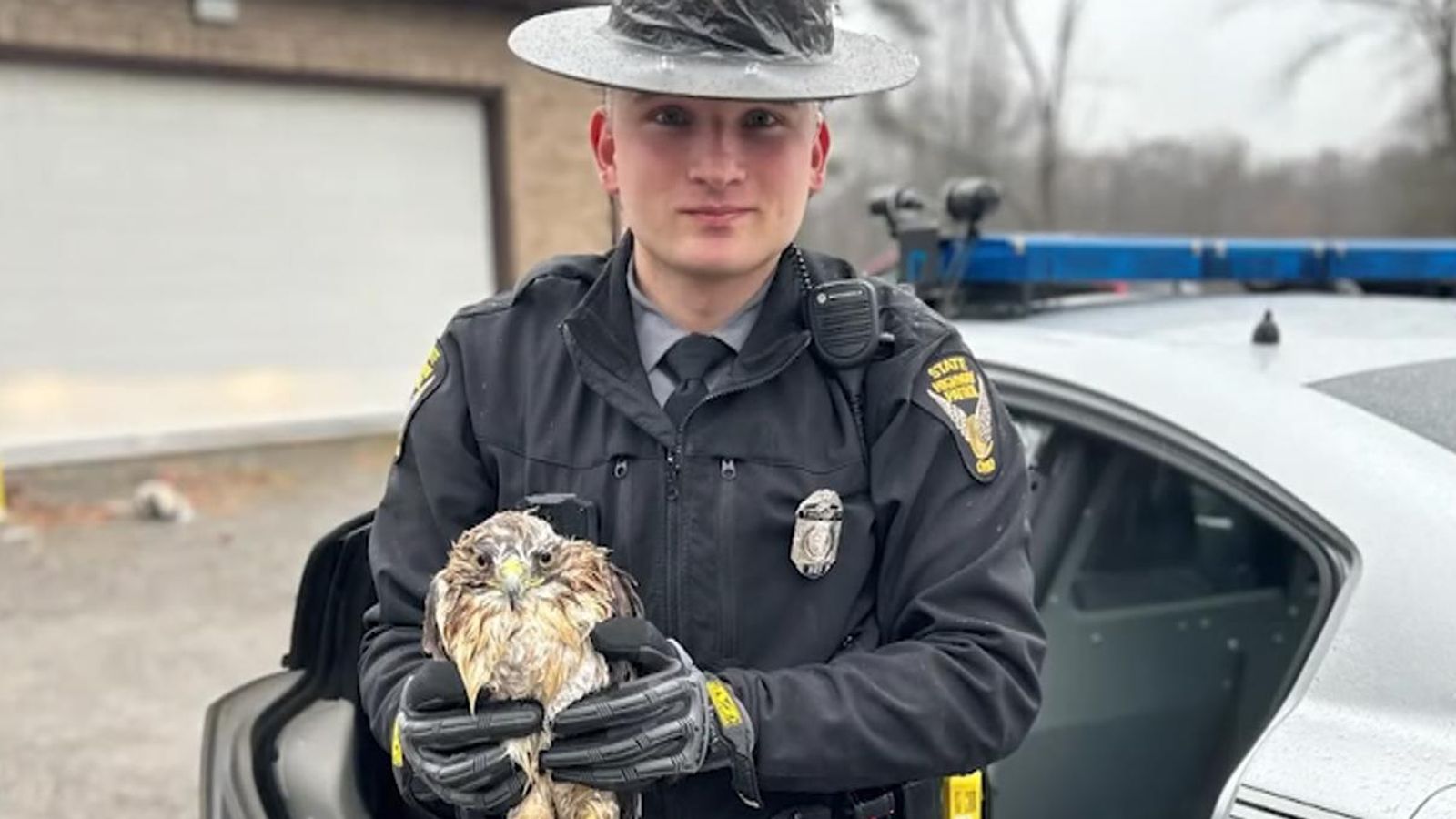 Wounded Hawk Ohio State Trooper rescues injured hawk from the side of a busy road ...