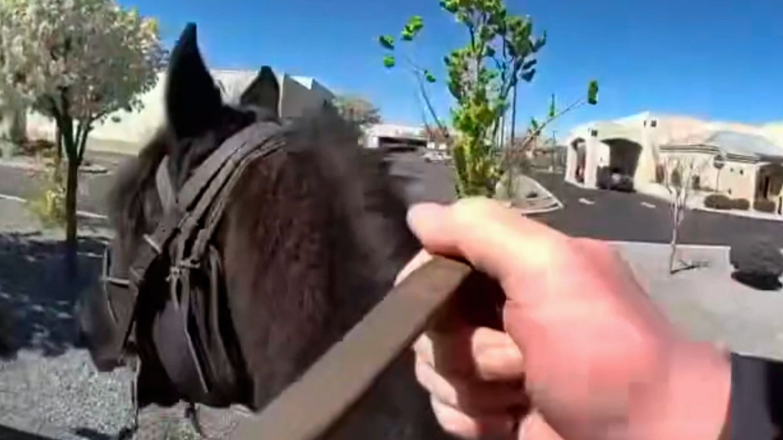 New Mexico: Police chase shoplifter on horseback | US News | Sky News