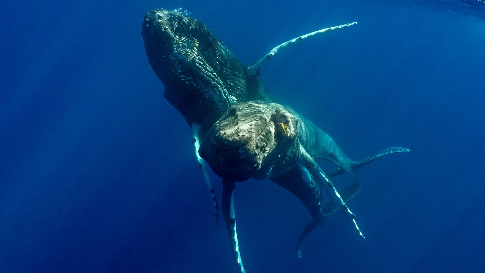 Гърбави китове, заснети да правят секс за първи път – и двамата са мъже
