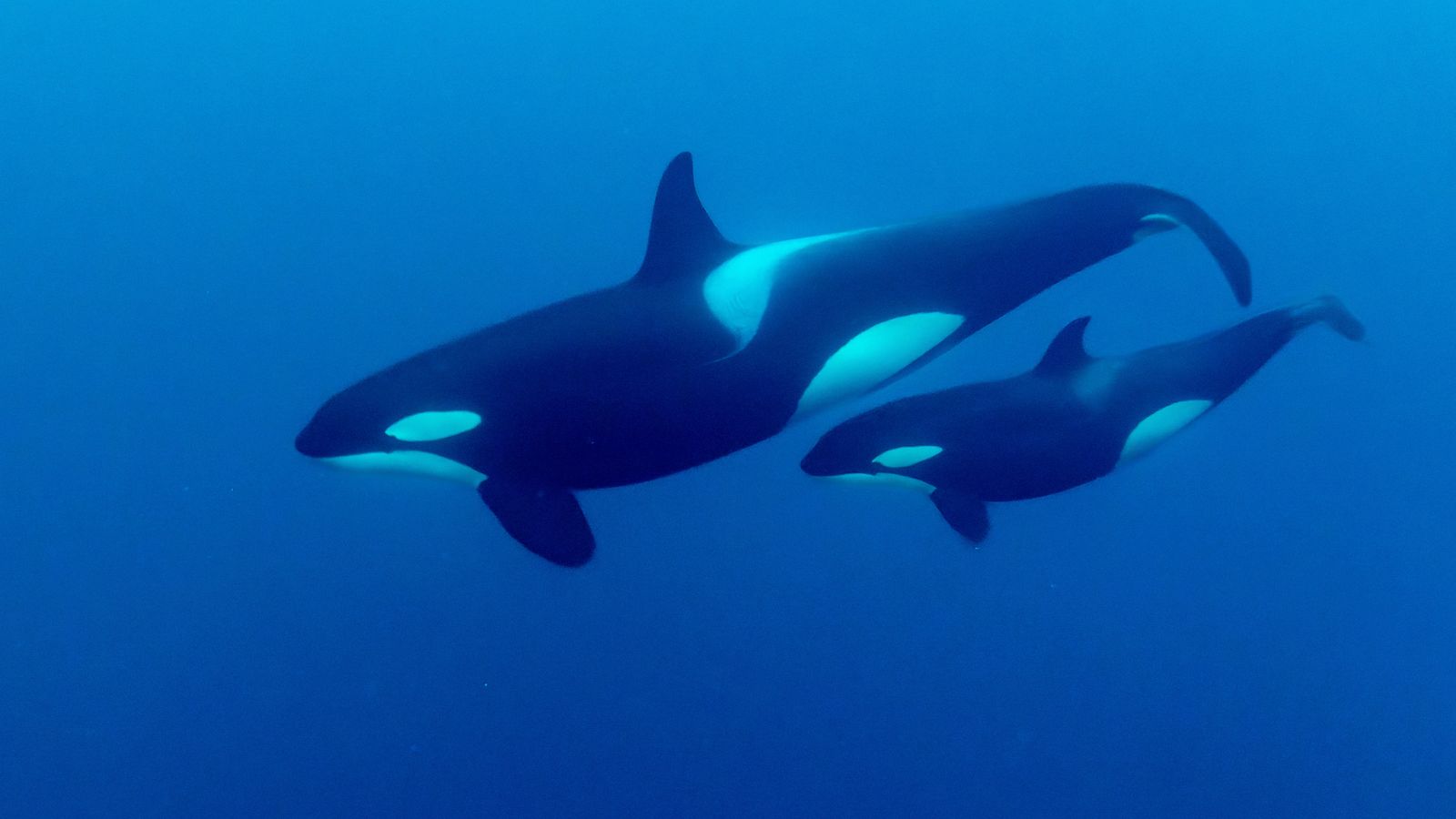 Menopause could be why some whales live decades longer than others