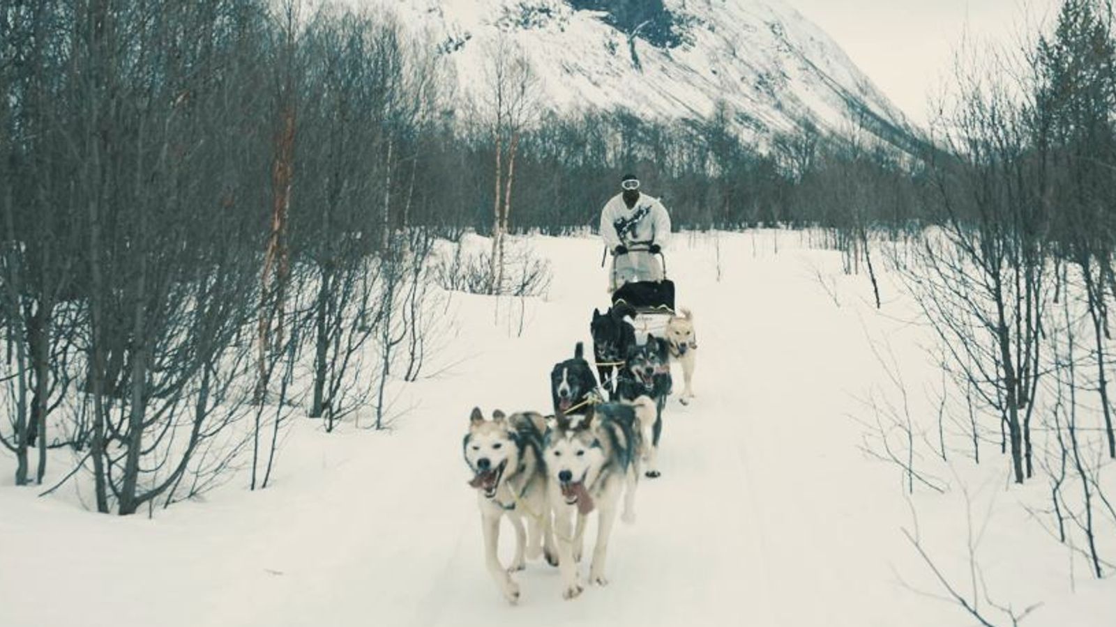British commandos train with huskies in Arctic Circle