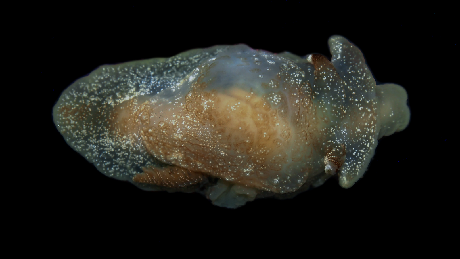 New species of sea creature discovered by scientists in UK waters