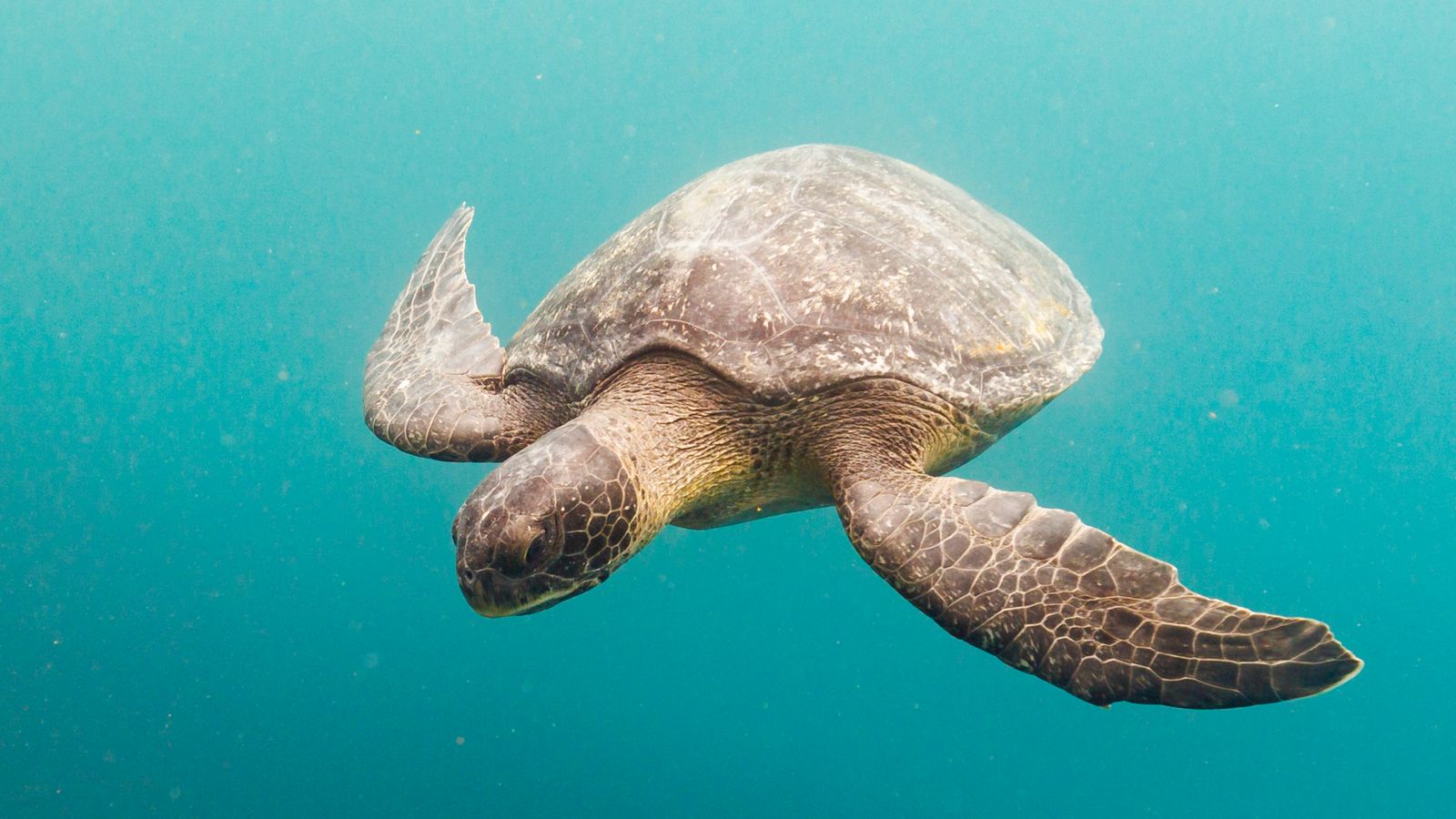 Яденето на замърсени морски костенурки може да причини хелонитоксизъм, рядък