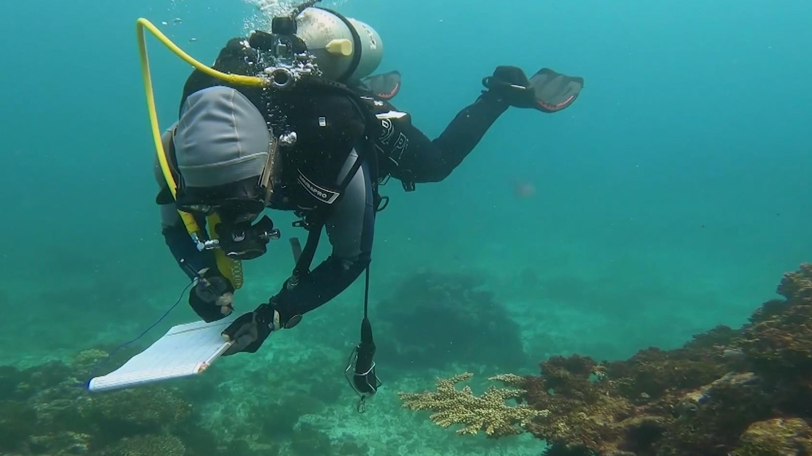 Coral: What is mass bleaching in places like the Great Barrier Reef and ...