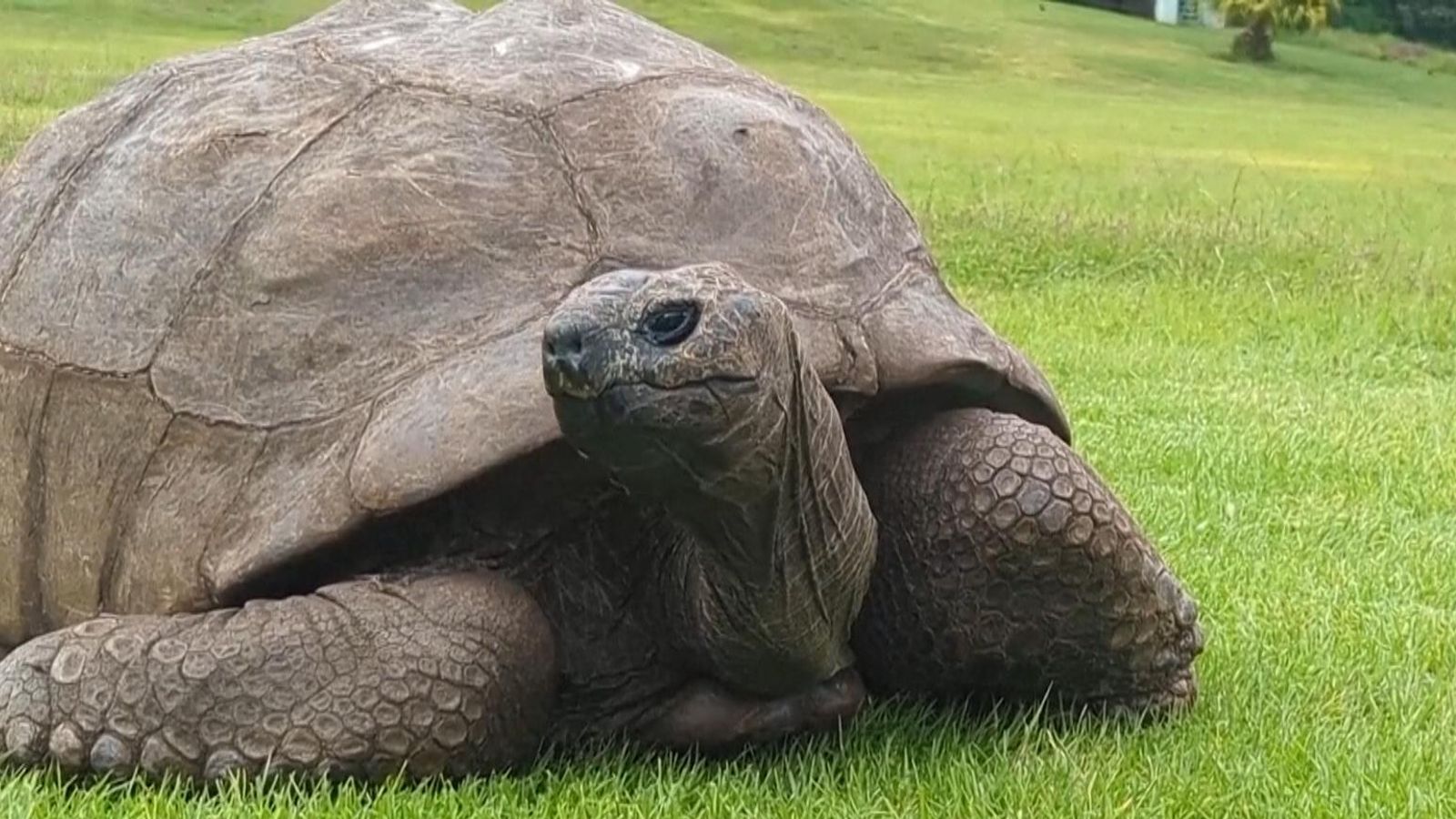 Meet world's oldest land animal Jonathan who is 192 years old | World ...