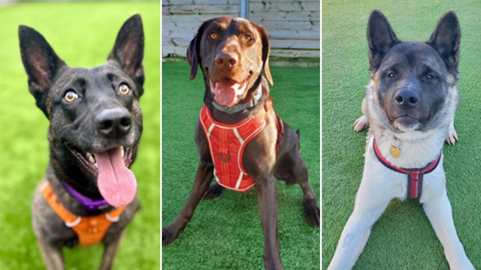 Благотворителната организация подчерта пет кучета, които в момента очакват своето