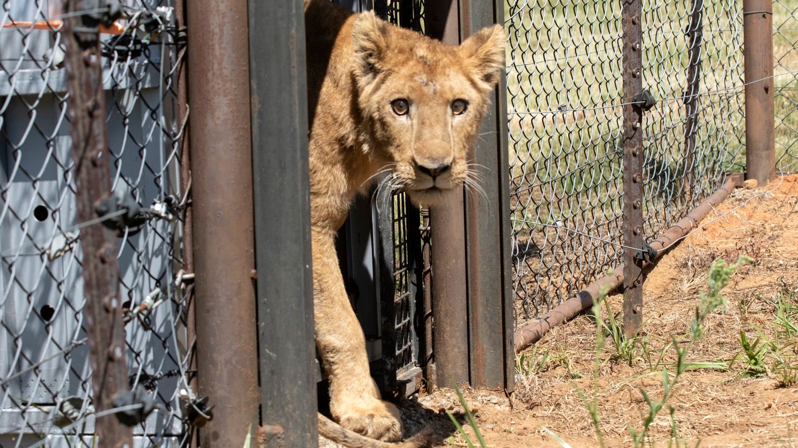 Травмираните от войната лъвове намират убежище – но за някои не е останало ухапване или битка