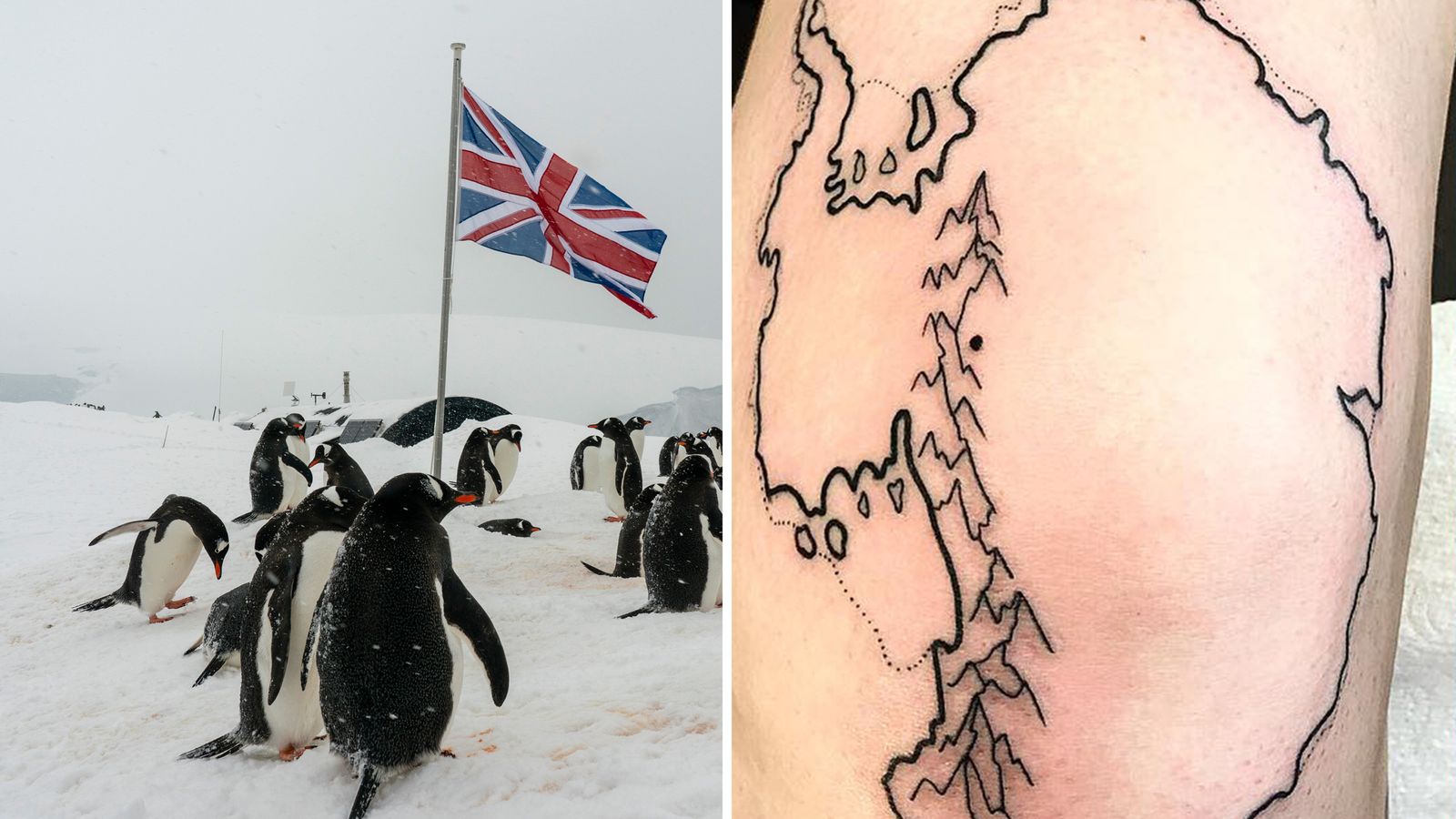 Отворени са кандидатури за пощата на пингвини в Антарктида, като един кандидат използва татуировки, за да покаже ентусиама си