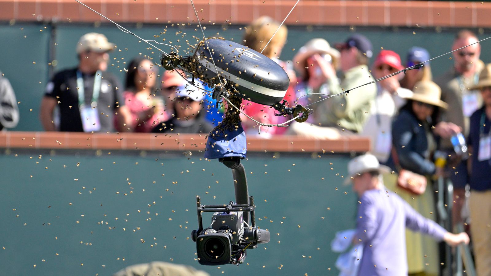 Bee swarm stops Indian Wells match - and stings Carlos Alcaraz on the head