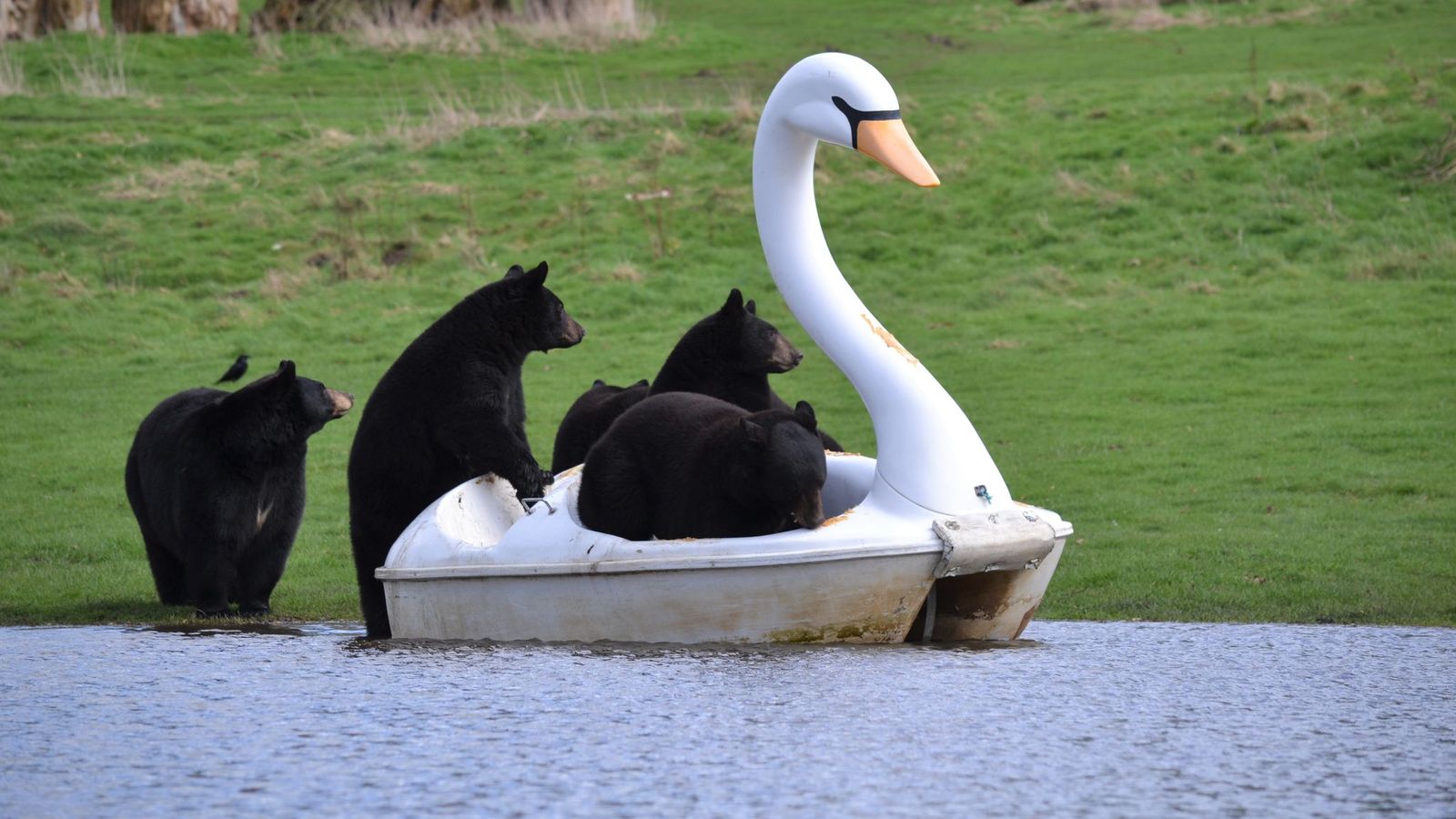 Бедфордшър: Черни мечки в сафари парк Уобърн се возят на лебедови водни колела