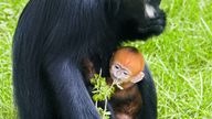 Undated handout photo issued by Twycross Zoo of a baby Francois langur, an endangered species of primate, born at the zoo in Leicestershire, leaving keepers "absolutely delighted" by the baby&#39;s arrival. Issue date: Saturday March 30, 2024.