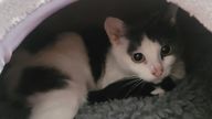 The abandoned cat. Pic: Scottish SPCA