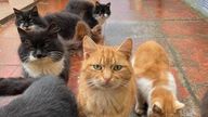 Pic: Western Isles Support for Cats and Kittens (WISCK)