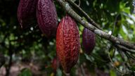 Cocoa pods hanging on a tree in the Ivory Coast. Pic: Associated Press