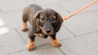 02 June 2023, North Rhine-Westphalia, M&#39;nster: The dachshund "Emma" stands on a sidewalk. June 4 is Dog Day throughout Germany. Photo by: Friso Gentsch/picture-alliance/dpa/AP Images