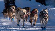 Dogs in Riley Dyche&#39;s team mush along Cordova Street during the ceremonial start of the Iditarod Trail Dog Sled Race on Saturday, March 2, 2024, in Anchorage, Alaska. (Loren Holmes/Anchorage Daily News via AP)