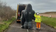 Gary the Gorilla. Pic: BEAR Scotland