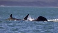 Moment killer whale kills great white shark in Mossel Bay, South Africa. Pic credit: Chrisitaan Stopforth