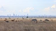 Nairobi National Park. Pic: iStock