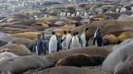 King penguins amongst elephant seals at St Andrews Bay in South Georgia. Pic: British Antarctic Survey