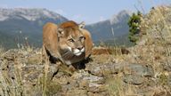 A puma also known as cougar or mountain lion crouches on top of a rock cliff in Minnesota. Pic: AP