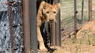 Arrival and release of Sudan Lions to LIONSROCK Big Cat Sanctuary.  Pic: Four Paws/Hristo Vladev
