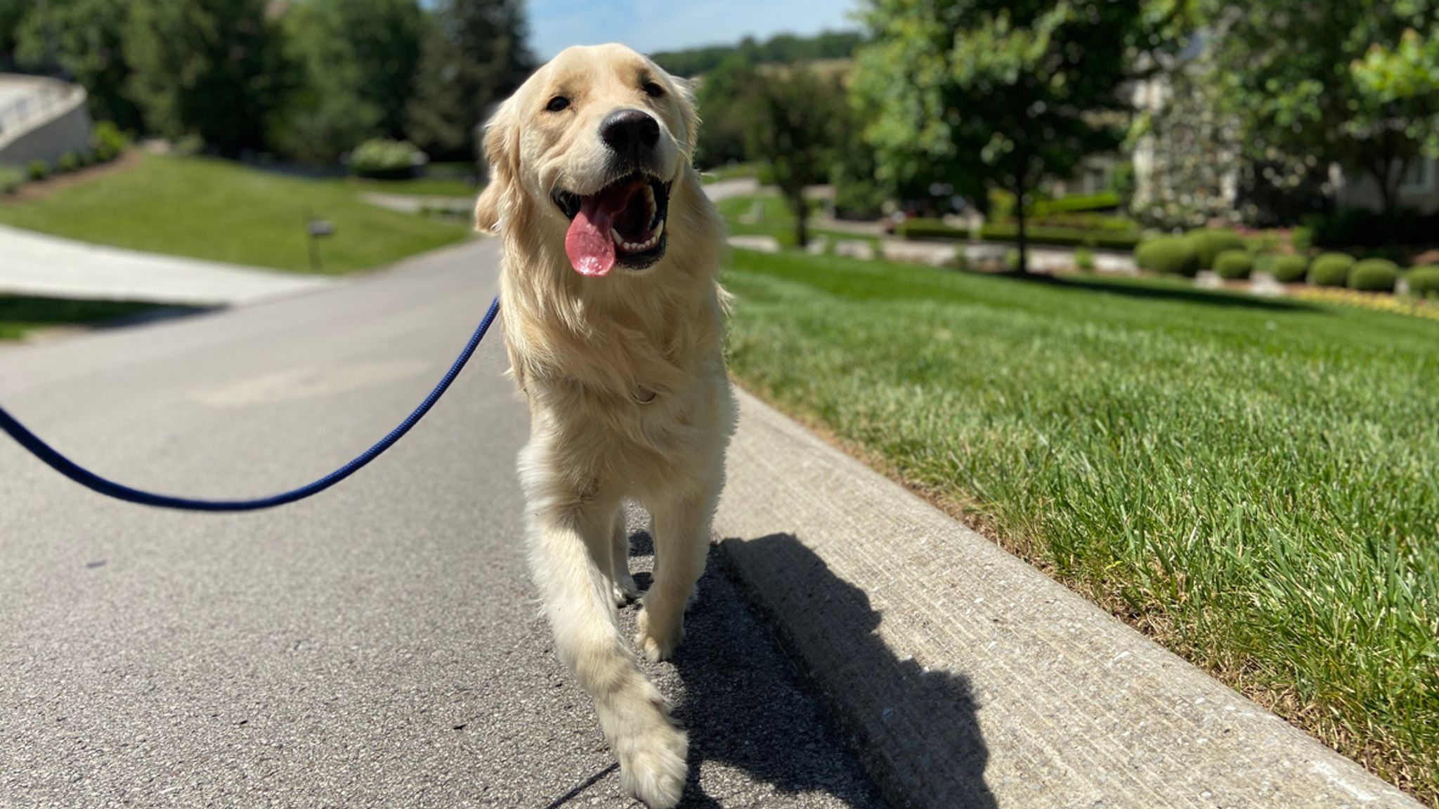 Picture of Spending quality time with dogs 'can reduce stress and anxiety', study ...