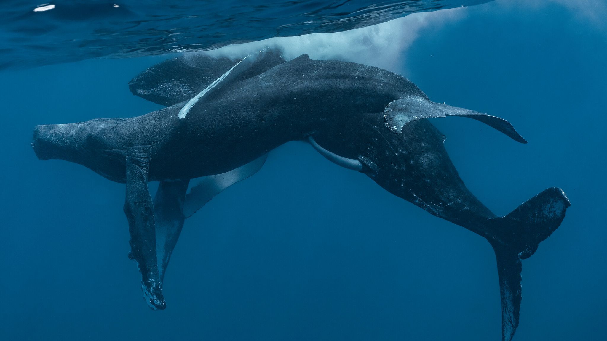 Humpback Whales Photographed Having Sex For First Time And Both Were Male Us News Sky News