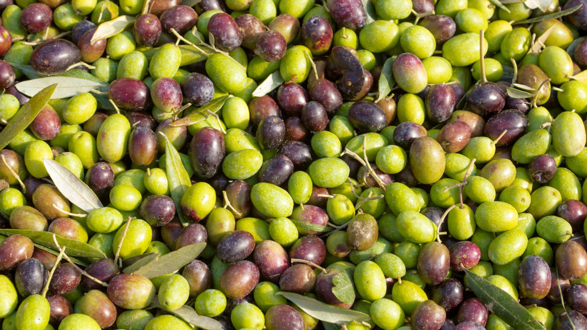 A bacterial infection and gangsters: The story of olive oil's 110% ...