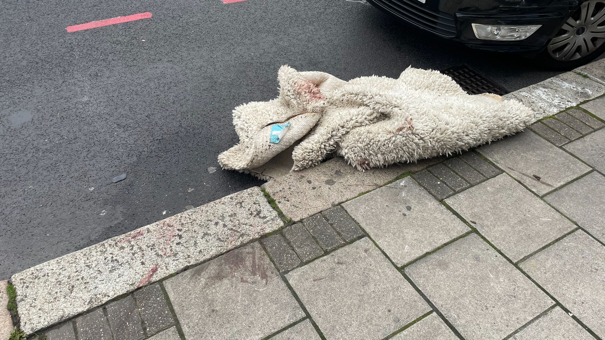 XL bully shot and killed by police after injuring four people in ...