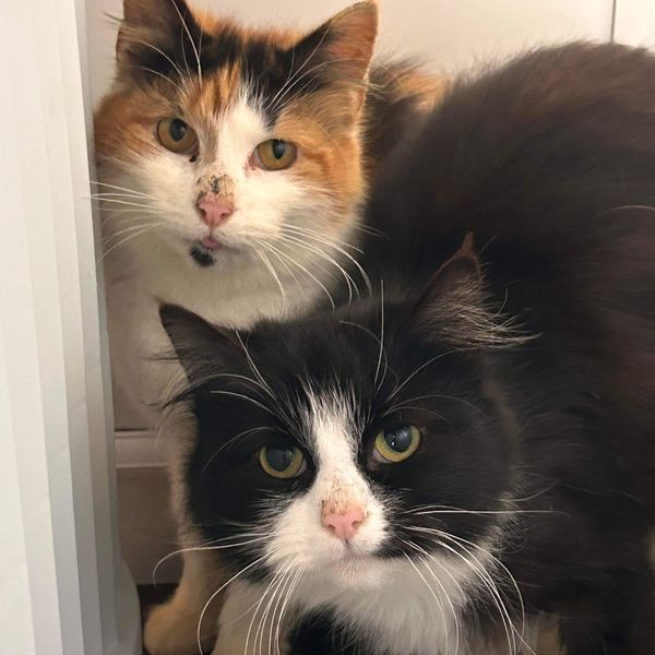 Pic: Western Isles Support for Cats and Kittens (WISCK)