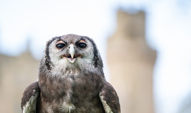 Ernie the owl retiring after being a hoot at Warwick Castle for three decades - Vimarsana News
