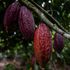 Chocolate prices could soar as changing climate patterns worsen cocoa crisis