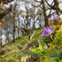 Signs of spring have sprung earlier in recent years - but it's not all good news