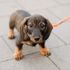 Dachshunds could face breeding ban in Germany - here's why