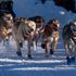 Two dogs die during 'despicable' 1,000-mile sled race