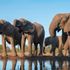 ‘It’s not a joke’: Botswana offers 20,000 elephants to Germany in diplomatic row