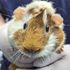 Guinea pig found abandoned at Tube station